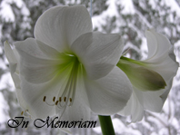 15.11.1923 - 19.11.2013 15.11.1923 - 19.11.2013